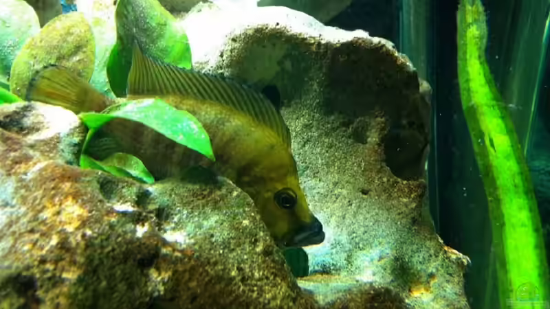 Besatz im Aquarium Becken 6318 von Altocalv (6)