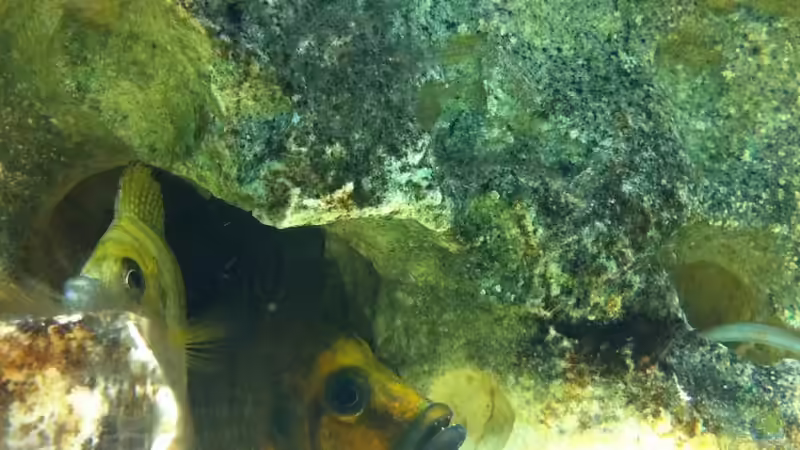 Besatz im Aquarium Becken 6318 von Altocalv (7)