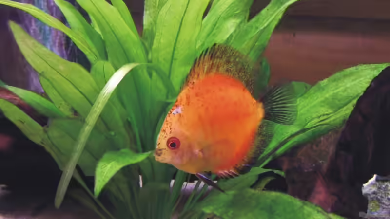 Besatz im Aquarium Becken 6344 von Yannick Schneider (10)