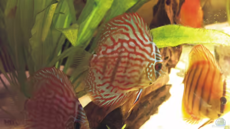 Besatz im Aquarium Becken 6344 von Yannick Schneider (9)