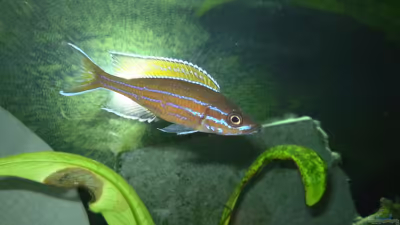 Besatz im Aquarium Becken 6351 von Daniel Baier (13)