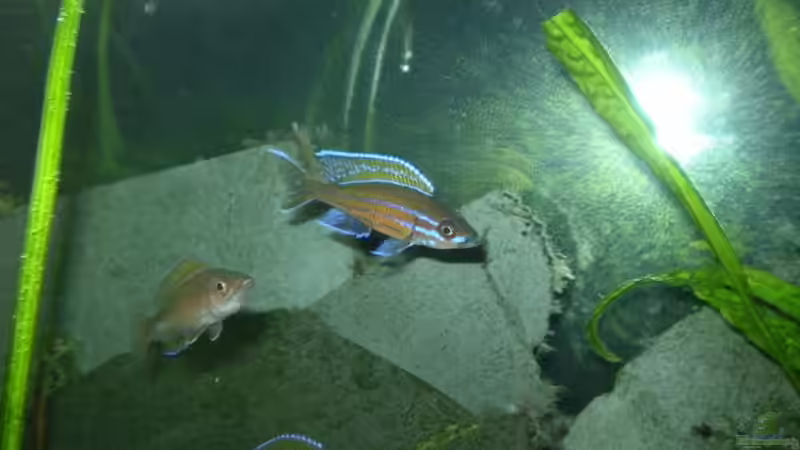 Besatz im Aquarium Becken 6351 von Daniel Baier (14)