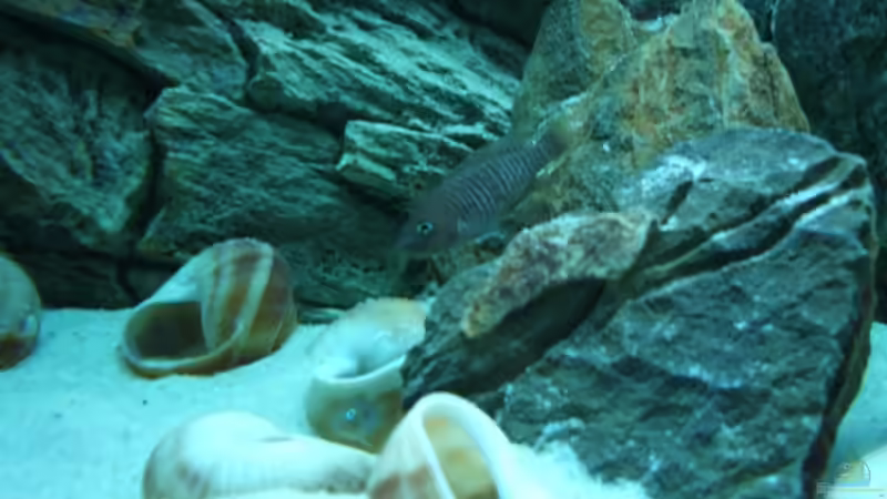 Besatz im Aquarium Becken 6354 von Fabian Schulte (42)