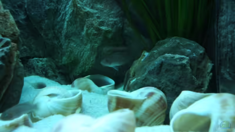 Besatz im Aquarium Becken 6354 von Fabian Schulte (43)