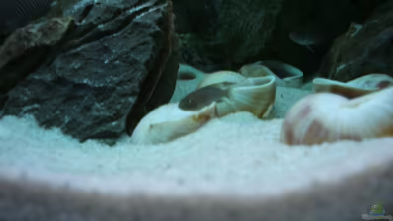 Besatz im Aquarium Becken 6354 von Fabian Schulte (44)