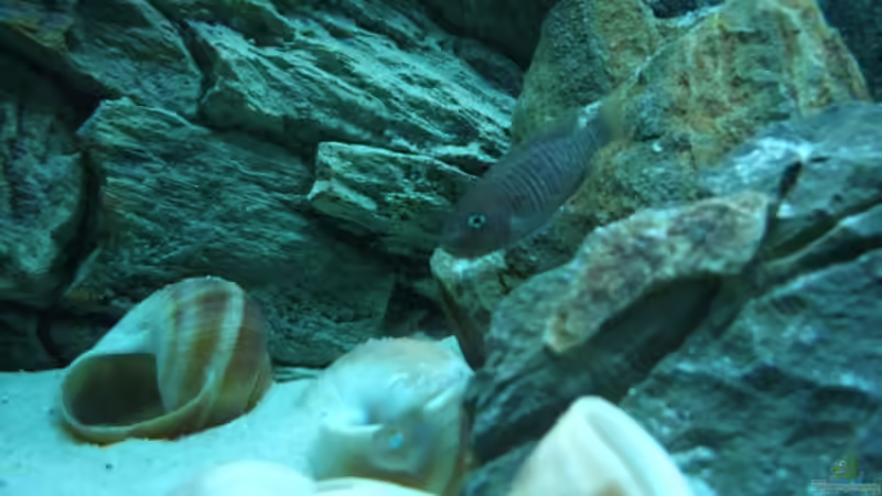 Besatz im Aquarium Becken 6354 von Fabian Schulte (45)