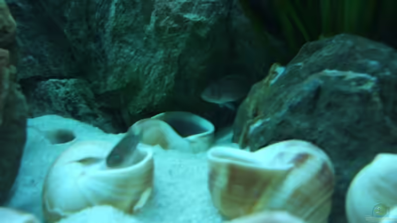 Besatz im Aquarium Becken 6354 von Fabian Schulte (46)