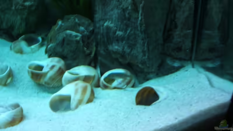 Besatz im Aquarium Becken 6354 von Fabian Schulte (47)