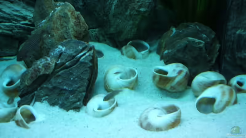 Besatz im Aquarium Becken 6354 von Fabian Schulte (48)