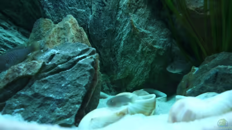 Besatz im Aquarium Becken 6354 von Fabian Schulte (49)