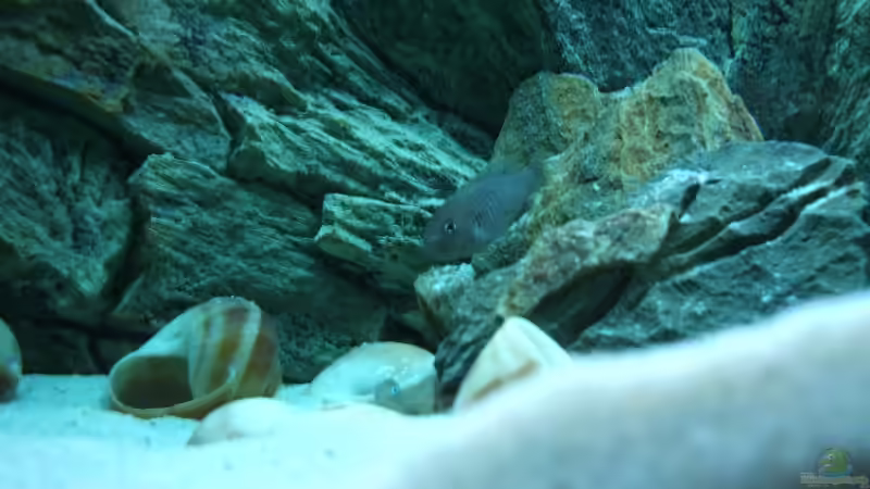 Besatz im Aquarium Becken 6354 von Fabian Schulte (50)