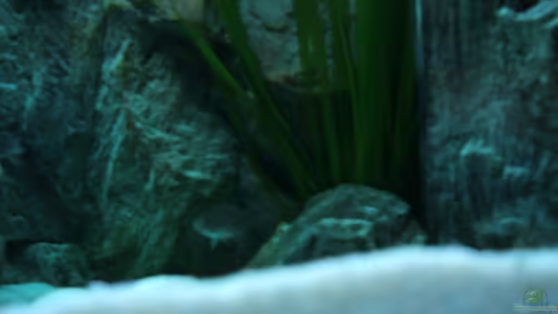 Besatz im Aquarium Becken 6354 von Fabian Schulte (51)