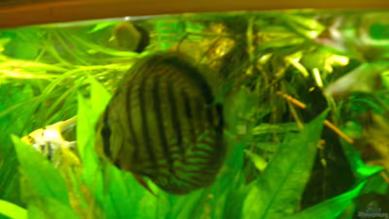 Besatz im Aquarium Becken 6357 von Werner Buntin (14)