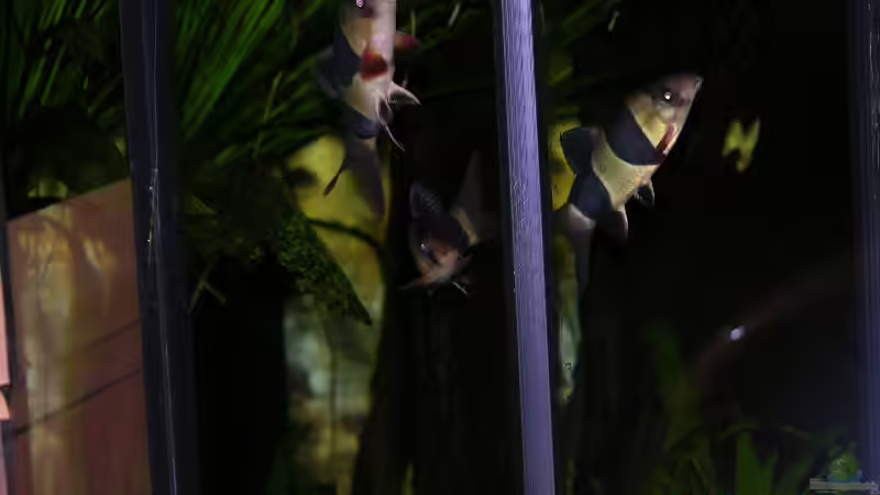 Besatz im Aquarium Becken 6357 von Werner Buntin (7)