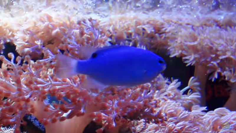 Besatz im Aquarium Becken 6362 von Eva Göschl (32)