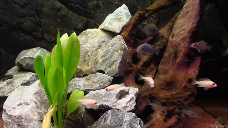 Besatz im Aquarium Becken 6363 von Benjamin Leonhardt (5)