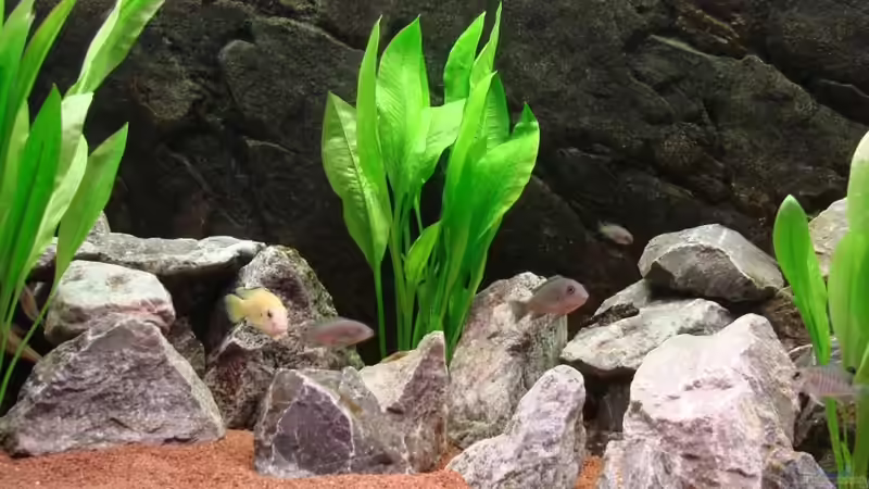 Besatz im Aquarium Becken 6363 von Benjamin Leonhardt (6)