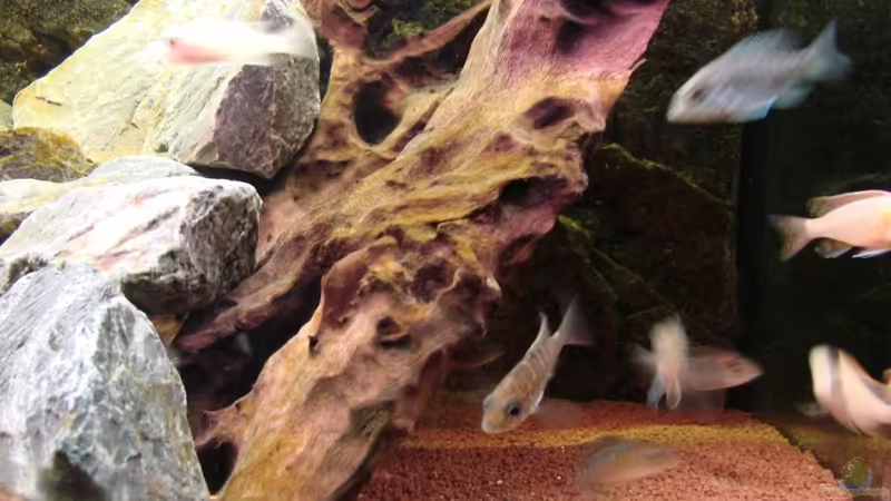 Besatz im Aquarium Becken 6363 von Benjamin Leonhardt (7)