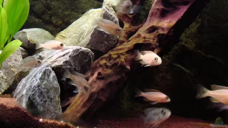 Besatz im Aquarium Becken 6363 von Benjamin Leonhardt (8)