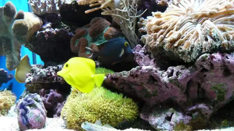 Besatz im Aquarium Becken 6379 von Thomas Maik (33)