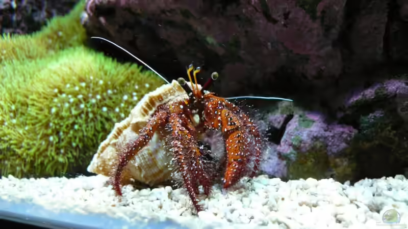 Besatz im Aquarium Becken 6379 von Thomas Maik (34)