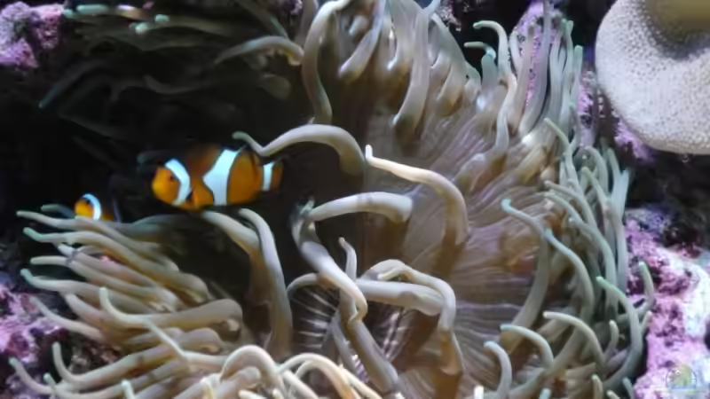 Besatz im Aquarium Becken 6379 von Thomas Maik (39)