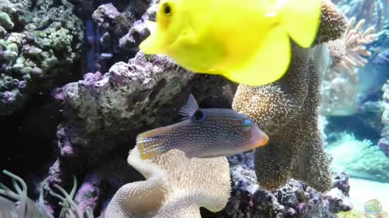 Besatz im Aquarium Becken 6379 von Thomas Maik (42)