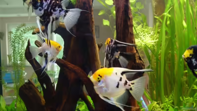 Besatz im Aquarium Becken 6390 von Ralf Brücher (8)