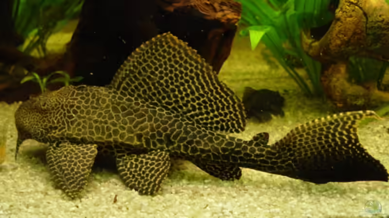 Besatz im Aquarium Becken 6390 von Ralf Brücher (9)