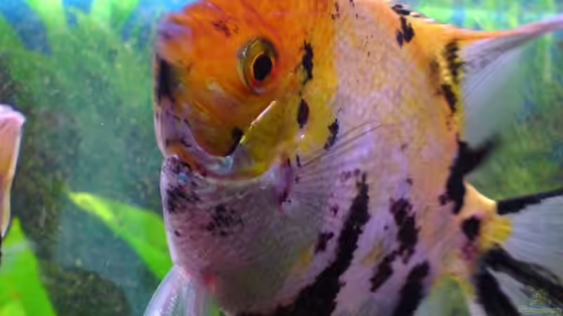 Besatz im Aquarium Becken 6395 von Michael Seidel (22)