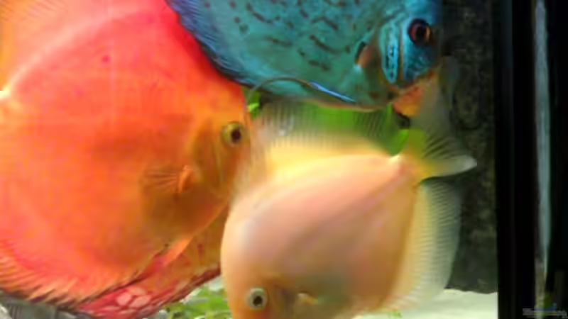 Besatz im Aquarium Becken 6395 von Michael Seidel (24)