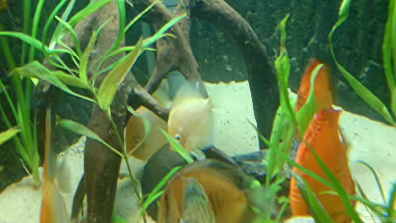 Besatz im Aquarium Becken 6395 von Michael Seidel (26)