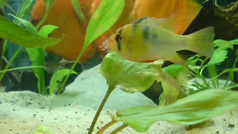 Besatz im Aquarium Becken 6395 von Michael Seidel (27)