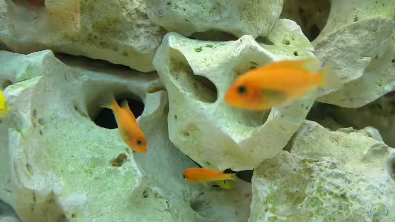 Besatz im Aquarium Becken 6399 von ehemaliger User (15)