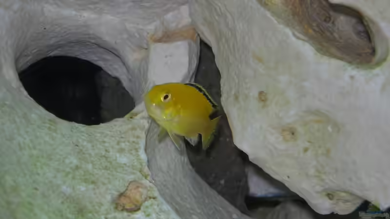 Besatz im Aquarium Becken 6399 von ehemaliger User (27)