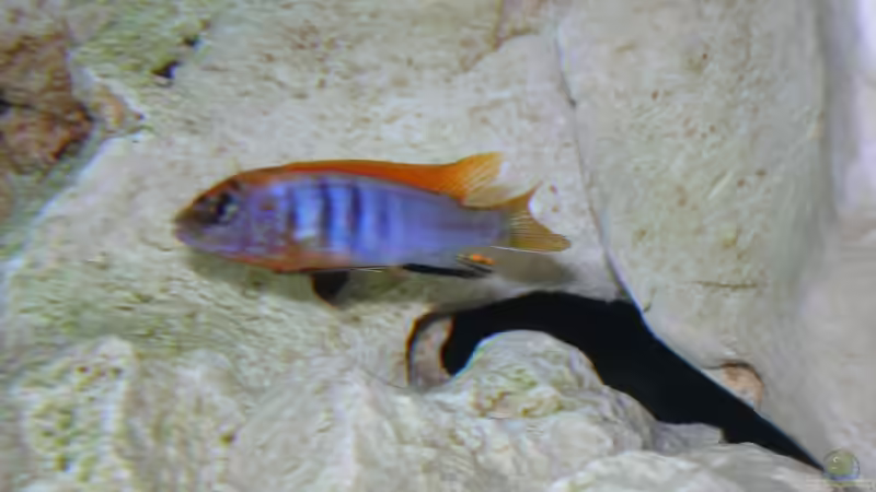 Besatz im Aquarium Becken 6399 von ehemaliger User (28)