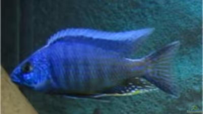 Besatz im Aquarium Becken 64 von Caroline Palgen (10)