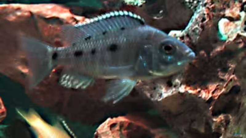 Besatz im Aquarium Becken 64 von Caroline Palgen (3)