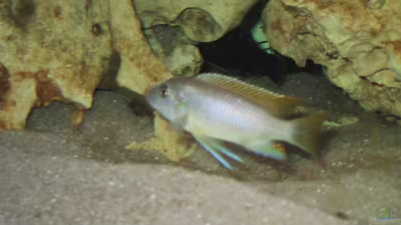 Besatz im Aquarium Becken 64 von Caroline Palgen (4)