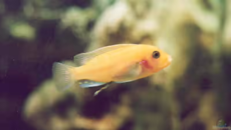 Besatz im Aquarium Becken 64 von Caroline Palgen (5)