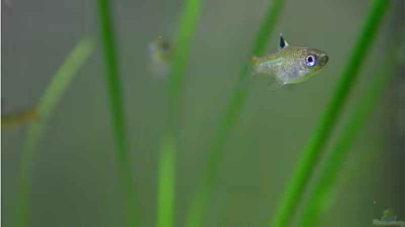 Besatz im Aquarium Becken 6424 von senf. (20)