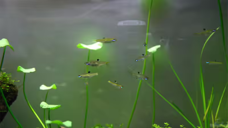 Besatz im Aquarium Becken 6424 von senf. (21)