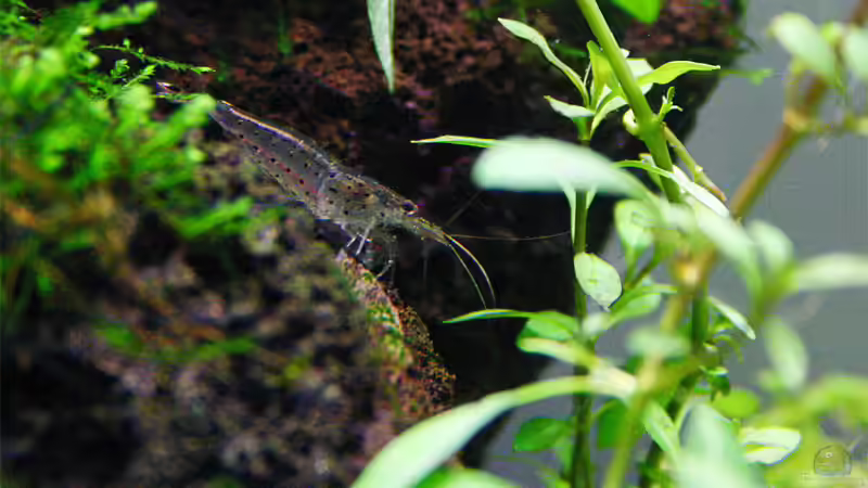 Besatz im Aquarium Becken 6424 von senf. (22)