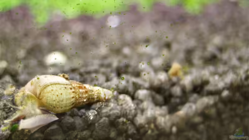 Besatz im Aquarium Becken 6424 von senf. (23)
