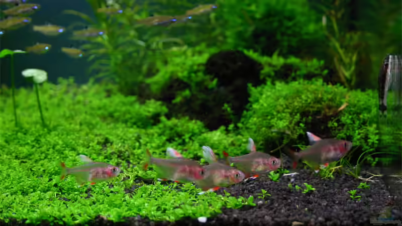 Besatz im Aquarium Becken 6424 von senf. (24)