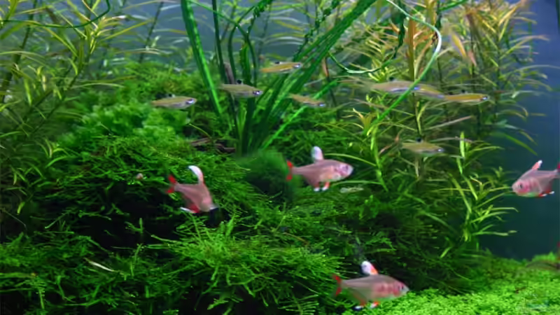 Besatz im Aquarium Becken 6424 von senf. (25)