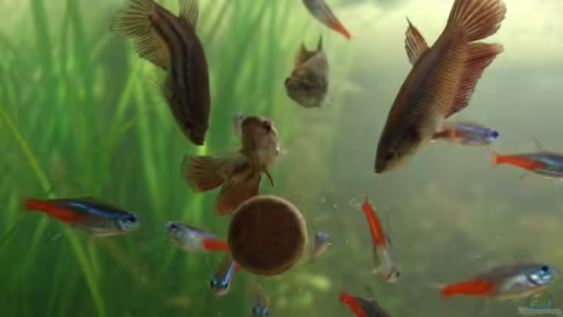 Besatz im Aquarium Becken 6434 von Julia Weber (5)