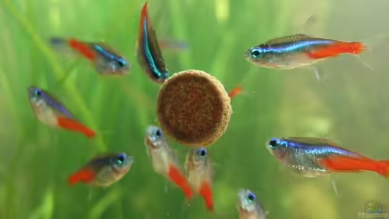 Besatz im Aquarium Becken 6434 von Julia Weber (7)