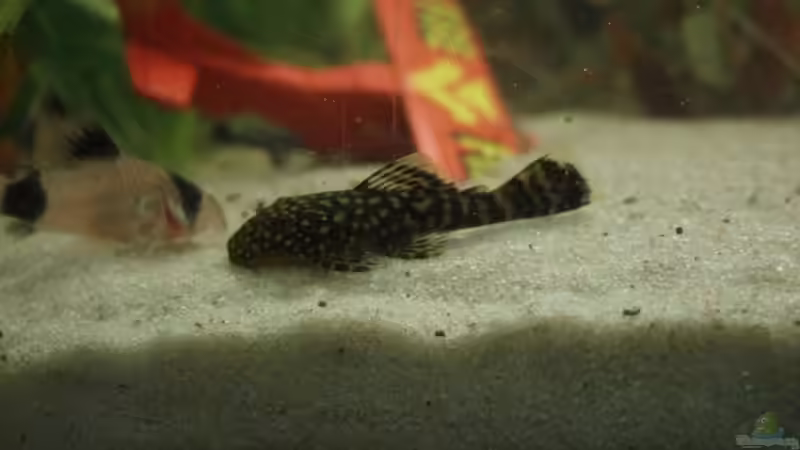 Besatz im Aquarium Becken 6434 von Julia Weber (8)