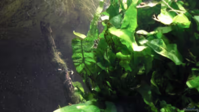 Besatz im Aquarium Becken 6437 von **Die Julia** (16)